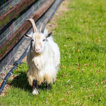 Hidden Acres- Luxury Glamping Pod Sage Holiday home Malahide
