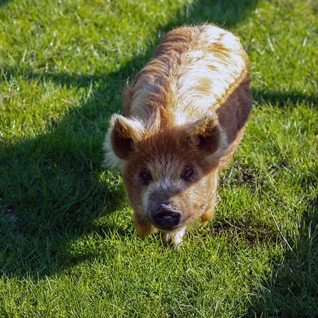 Feriehus Hidden Acres- Luxury Glamping Pod Sage *