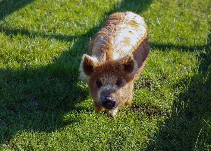 Prázdninový dům Hidden Acres- Luxury Glamping Pod Sage *