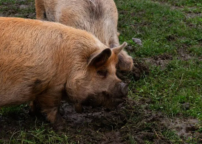 Hidden Acres- Luxury Glamping Pod Sage Дом отдыха Малахайд